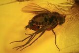 Fossil Mayfly (Ephemeroptera) & Fly (Diptera) In Baltic Amber #84585-4